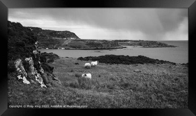 Colonsay Sheep with Rain Approaching Framed Print by Philip King