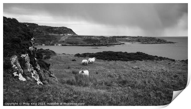 Colonsay Sheep with Rain Approaching Print by Philip King
