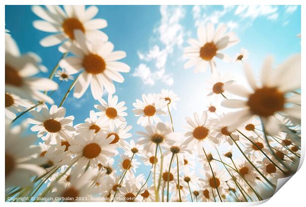 Blooming daisies, seen from below in wide angle. A Print by Joaquin Corbalan