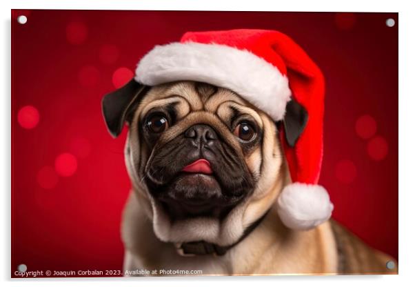 A charming dog wears a Christmas hat and poses aga Acrylic by Joaquin Corbalan