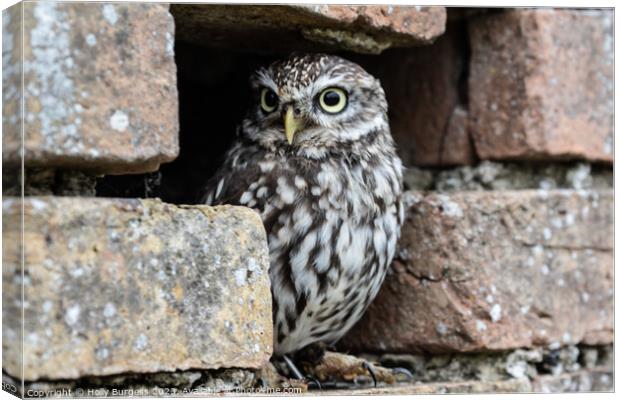 Athena's Petite Guardian: The Little Owl Canvas Print by Holly Burgess