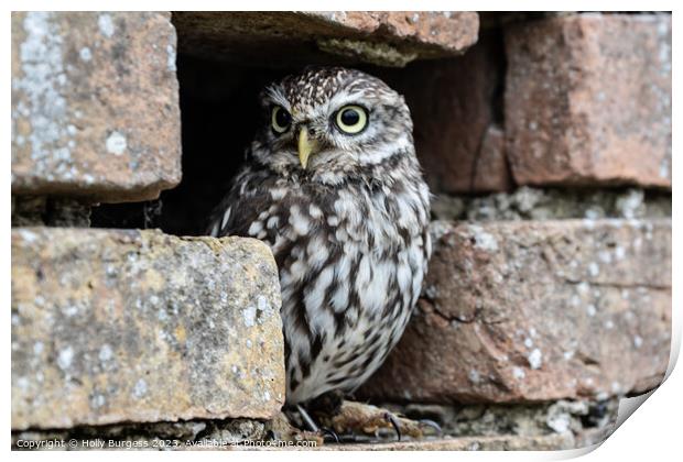 Athena's Petite Guardian: The Little Owl Print by Holly Burgess