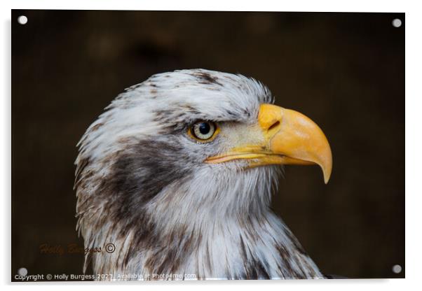 Bold Bald Eagle in Flight Acrylic by Holly Burgess