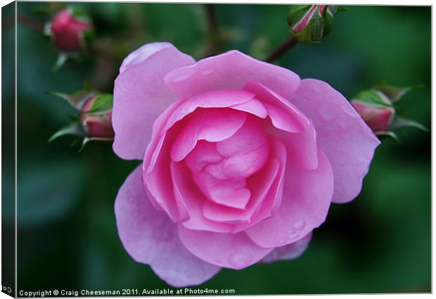 Pink rose and buds Canvas Print by Craig Cheeseman
