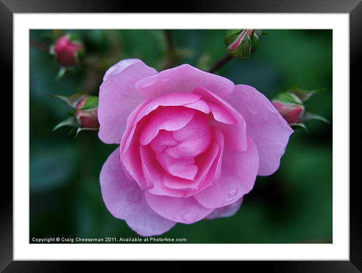 Pink rose and buds Framed Mounted Print by Craig Cheeseman