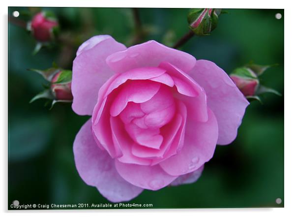 Pink rose and buds Acrylic by Craig Cheeseman