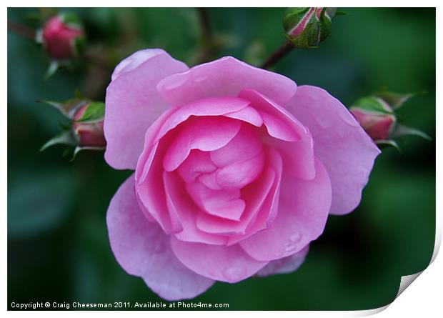 Pink rose and buds Print by Craig Cheeseman
