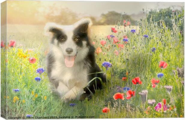Border Collie Canvas Print by Alison Chambers