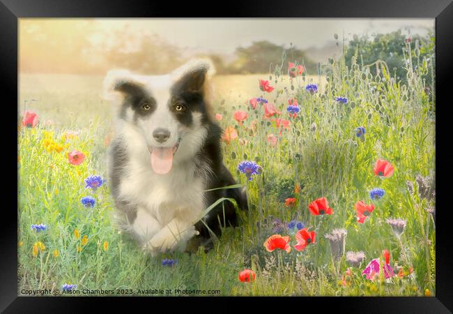 Border Collie Framed Print by Alison Chambers