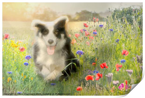 Border Collie Print by Alison Chambers