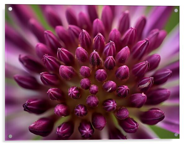Allium Close Up Acrylic by Steve Smith