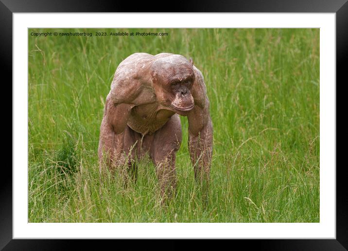 Hairless Chimpanzee On The Move Framed Mounted Print by rawshutterbug 
