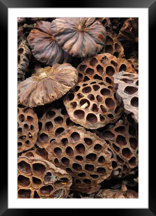 Dried lotus seed pod head Framed Mounted Print by Annette Johnson