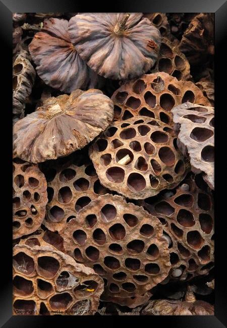 Dried lotus seed pod head Framed Print by Annette Johnson