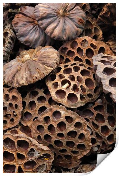 Dried lotus seed pod head Print by Annette Johnson