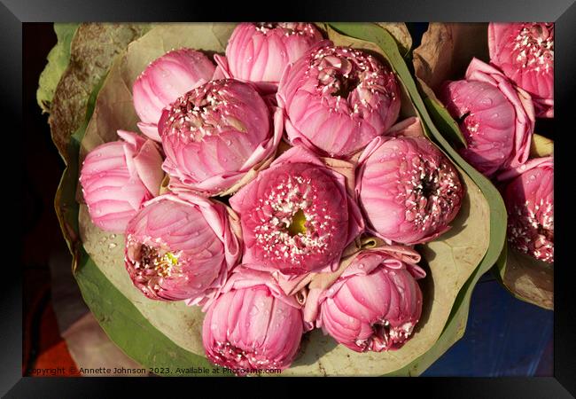 Lotus Flowers Framed Print by Annette Johnson