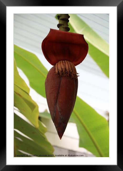 banana blossom or jantung pisang or Musa Paradisiaca on tree Framed Mounted Print by Annette Johnson
