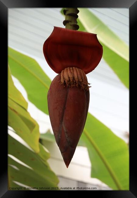 banana blossom or jantung pisang or Musa Paradisiaca on tree Framed Print by Annette Johnson