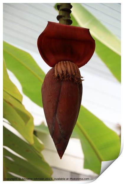 banana blossom or jantung pisang or Musa Paradisiaca on tree Print by Annette Johnson