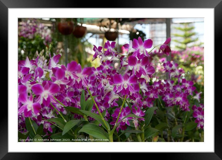 dendrobium sonia orchid Framed Mounted Print by Annette Johnson