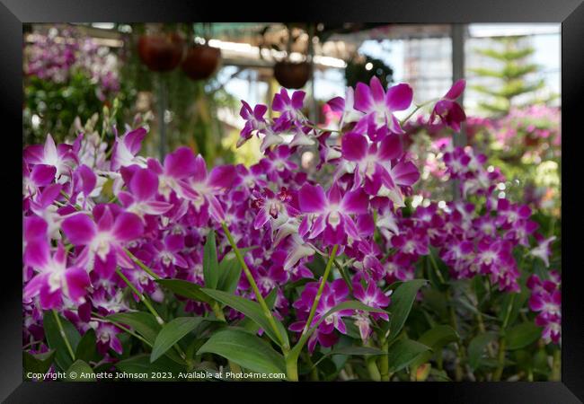 dendrobium sonia orchid Framed Print by Annette Johnson