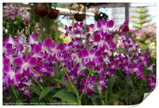 dendrobium sonia orchid Print by Annette Johnson