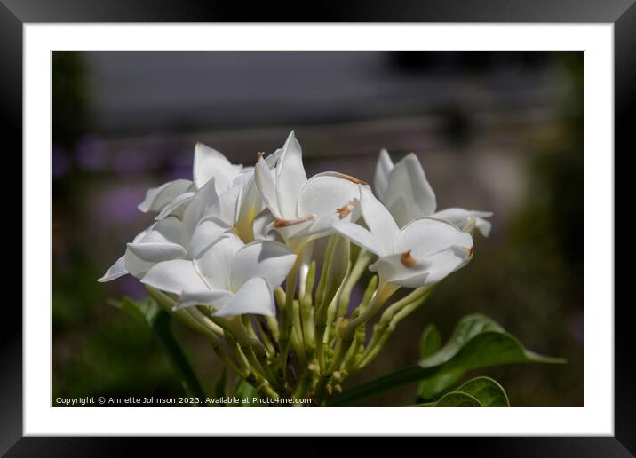 Plumeria pudica Framed Mounted Print by Annette Johnson