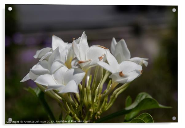 Plumeria pudica Acrylic by Annette Johnson