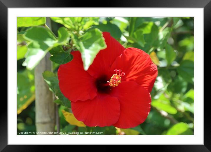 Red hibiscus flower Framed Mounted Print by Annette Johnson