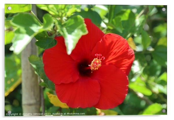 Red hibiscus flower Acrylic by Annette Johnson