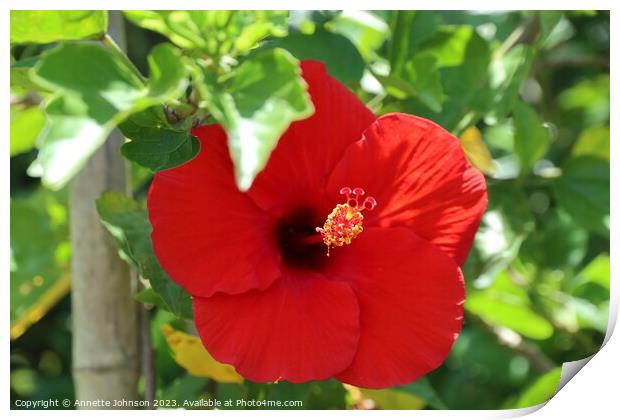 Red hibiscus flower Print by Annette Johnson