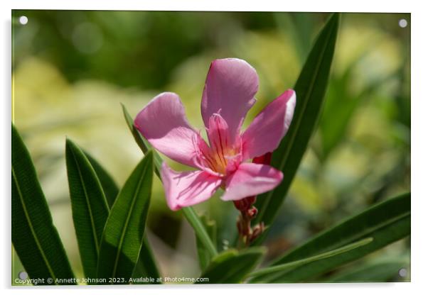 Nerium oleander Acrylic by Annette Johnson