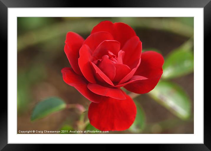 Little red Rose Framed Mounted Print by Craig Cheeseman