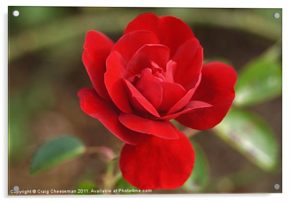 Little red Rose Acrylic by Craig Cheeseman