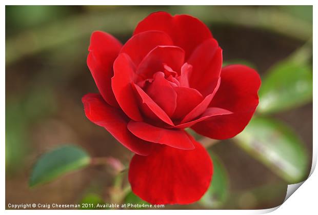 Little red Rose Print by Craig Cheeseman