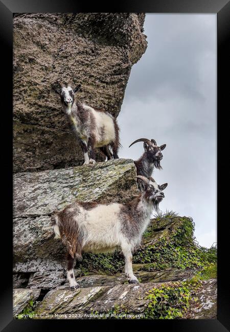 Cliff-hanging Feral Goats Framed Print by Jim Monk