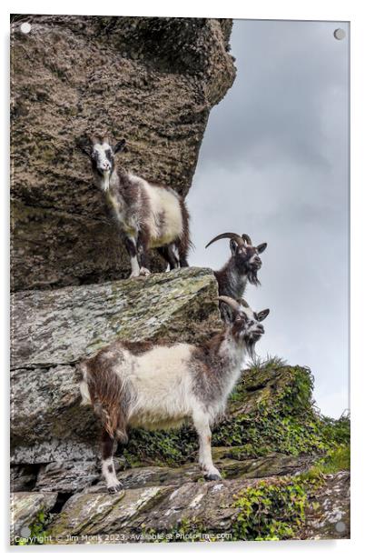 Cliff-hanging Feral Goats Acrylic by Jim Monk
