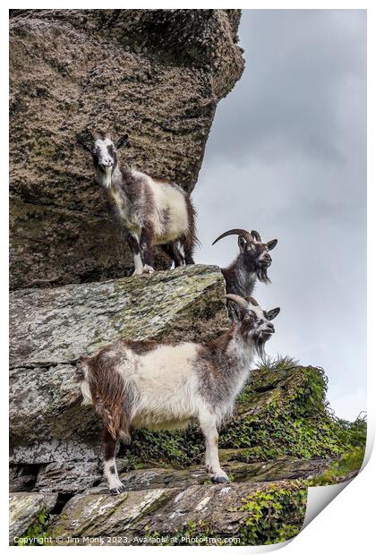 Cliff-hanging Feral Goats Print by Jim Monk