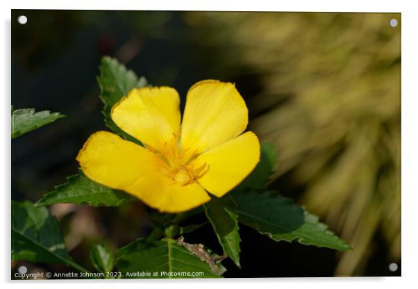 Turnera ulmifolia Acrylic by Annette Johnson