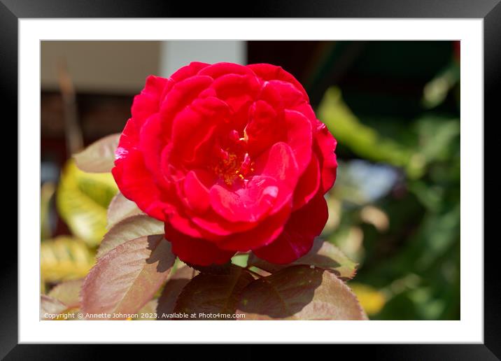 Camellia japonica Framed Mounted Print by Annette Johnson