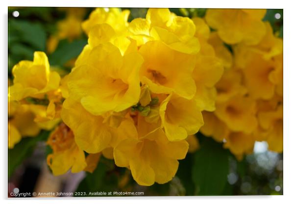 Yellow elder or Trumpetbush Acrylic by Annette Johnson