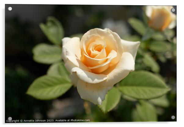 Hybrid tea rose Acrylic by Annette Johnson