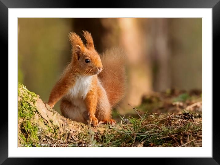 Chestnut Loving Red Squirrel  Framed Mounted Print by Steve Grundy