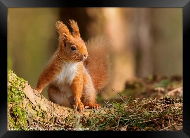Chestnut Loving Red Squirrel  Framed Print by Steve Grundy