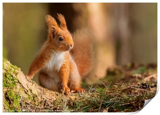 Chestnut Loving Red Squirrel  Print by Steve Grundy