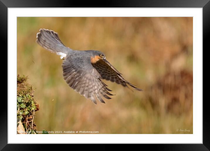 Hunting Male Sparrowhawk Framed Mounted Print by Steve Grundy