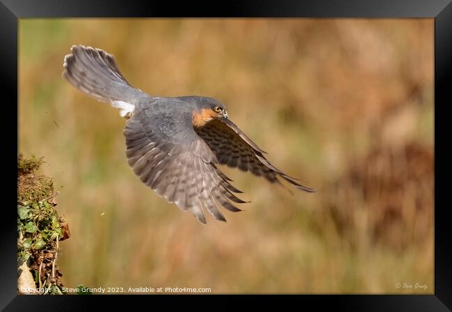 Hunting Male Sparrowhawk Framed Print by Steve Grundy