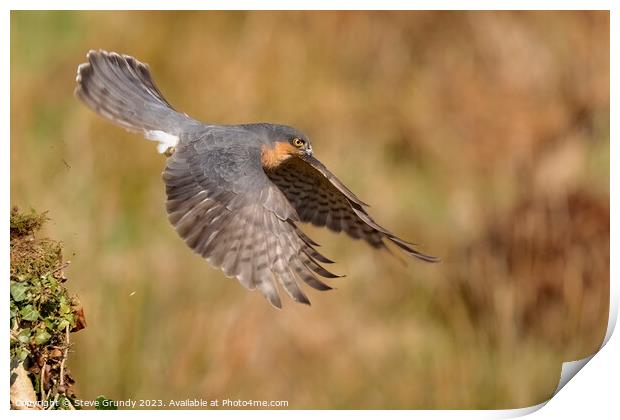 Hunting Male Sparrowhawk Print by Steve Grundy