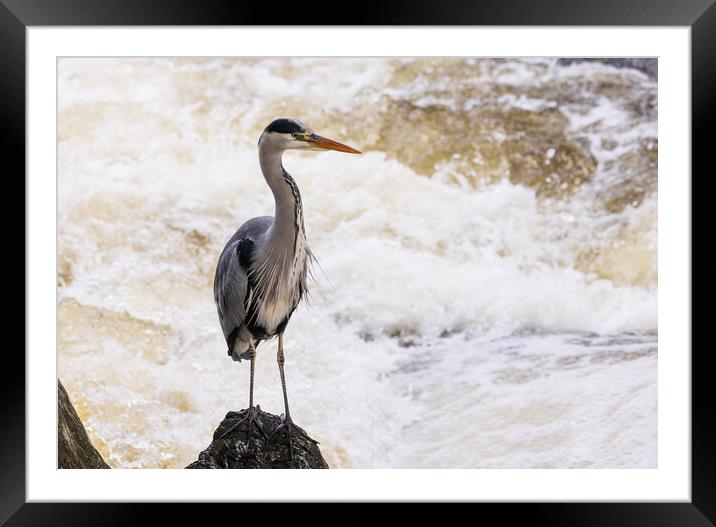 Heron fishing in the rapids Framed Mounted Print by Rory Trappe