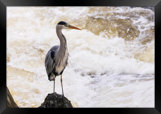 Heron fishing in the rapids Framed Print by Rory Trappe